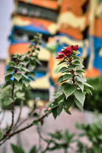 Close-up of flowering plant