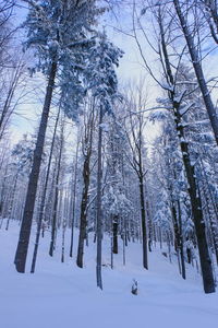 Snow covered trees in forest