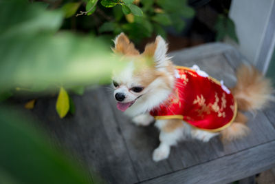 High angle view of a dog