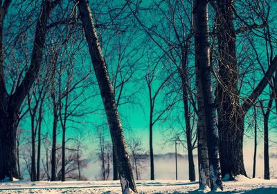 Bare trees in forest during winter