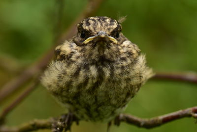 Close-up of a bird