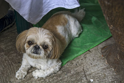 Portrait of dog lying on floor