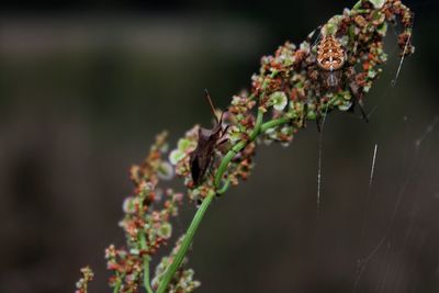 Close-up of plant against blurred background