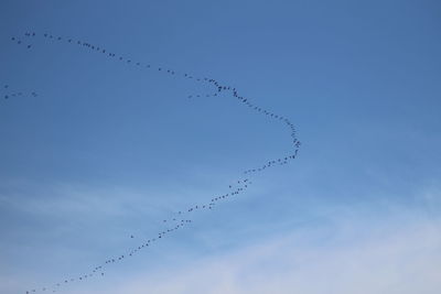 Low angle view of birds flying in sky