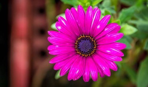 Close-up of pink flower