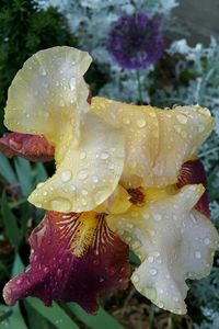 Close-up of raindrops on day lily blooming outdoors