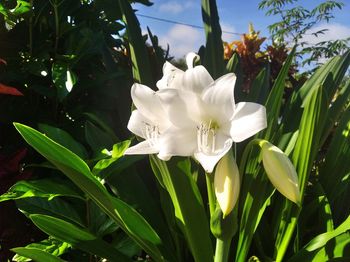 Close-up of white flowering plant