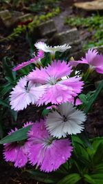 High angle view of pink flowering plants