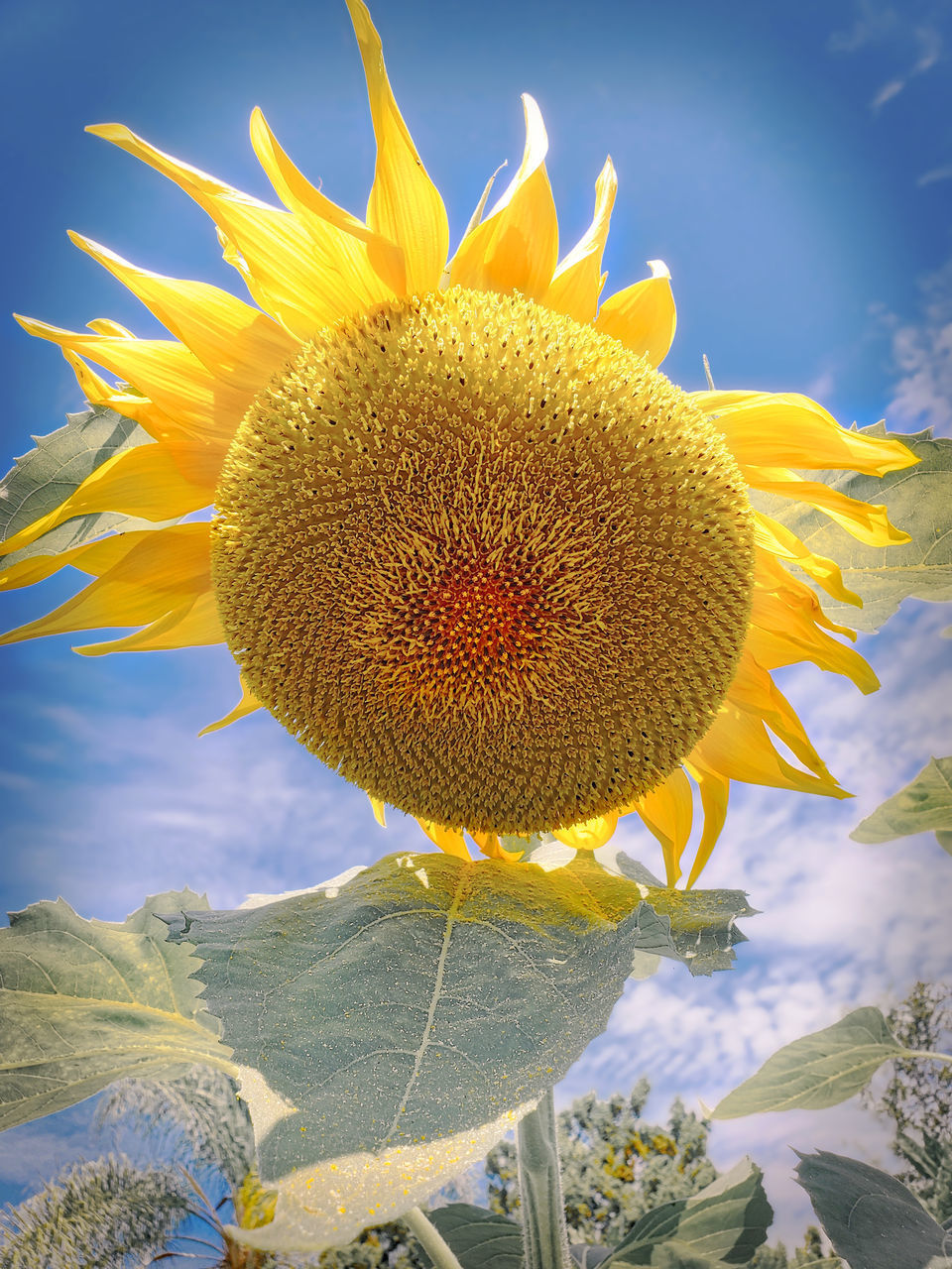 CLOSE-UP OF SUNFLOWER ON PLANT AT DUSK