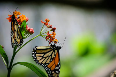 Close-up of butterflies on flowers