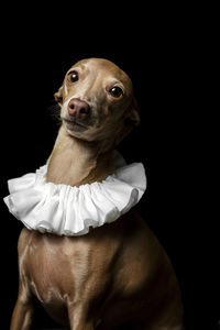 Portrait of dog looking away against black background