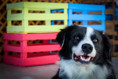 Close-up portrait of black dog