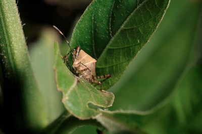 Close-up of insect on leaf