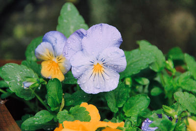 Close-up of flowers blooming outdoors