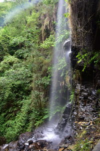 Waterfall in forest