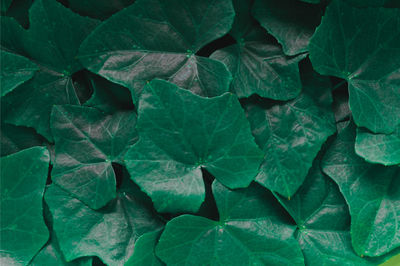 Full frame shot of green leaves