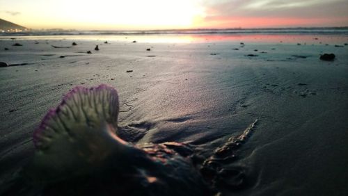 Surface level of driftwood on beach against sky during sunset