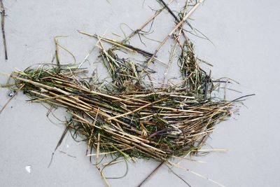 High angle view of dry plant on table against wall