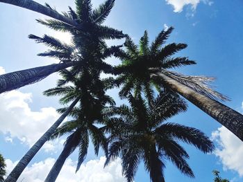 Low angle view of palm tree against sky