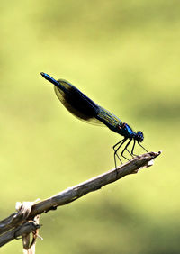 Close-up of damselfly on stem