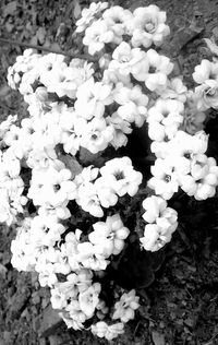 Close-up of white flowers