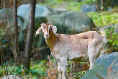 Portrait of goat standing by rock on field