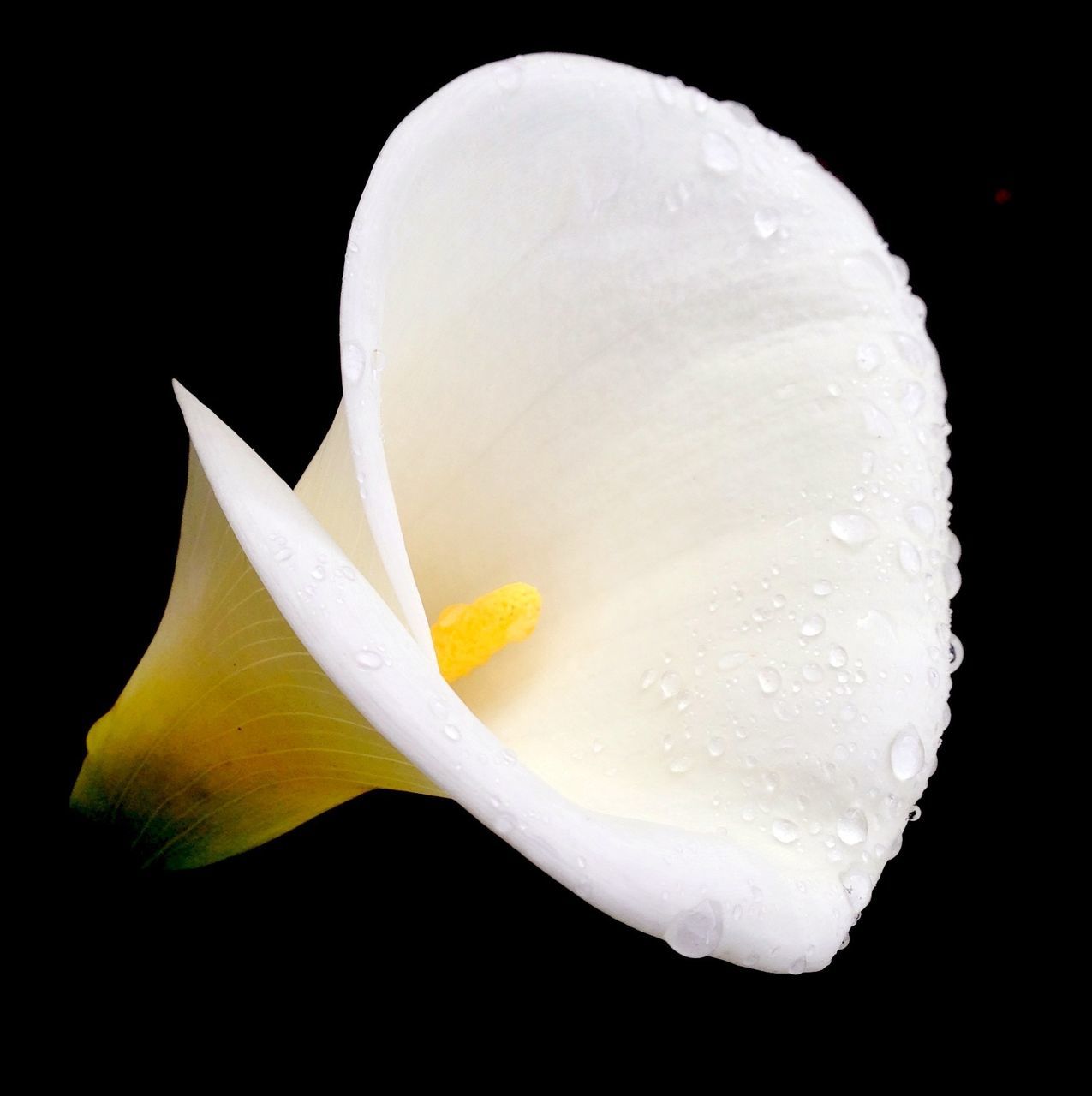 studio shot, black background, freshness, flower, flower head, single flower, petal, close-up, fragility, white color, beauty in nature, water, yellow, nature, drop, white, single object, no people, stamen, wet