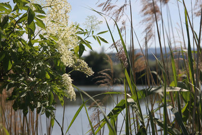 Close-up of plants growing on lake against sky