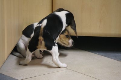 Dog sitting on tiled floor