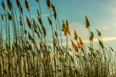 Close-up of plants growing on field against sky