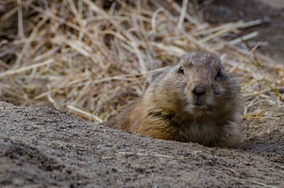 Close-up portrait of prairie dog on field