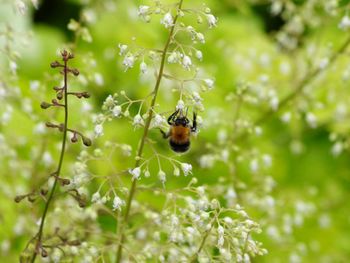 Close-up of ladybug on plant