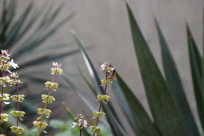 Close-up of red flowering plant