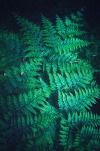 Full frame shot of fern tree