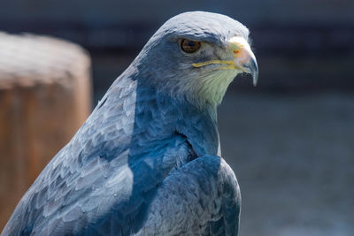 Close-up of a bird