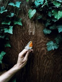 Close-up of a bird