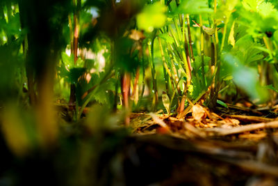 Close-up of leaves on field