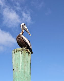 Low angle view of bird perching against sky