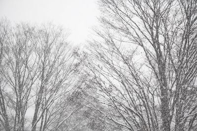 Low angle view of trees against sky