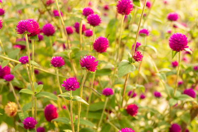 Pink petals of globe amaranth flower blossom on green leaves, know as bachelor's button plant, 