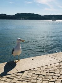 Seagull perching on a beach