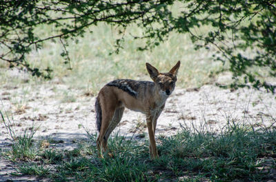 Portrait of fox standing on field