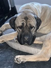 Close-up of dog sleeping