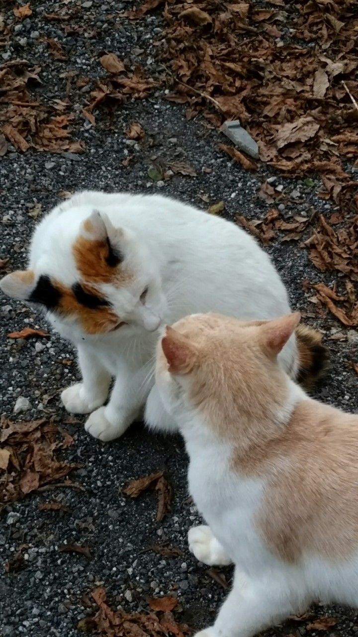 ねこだねこはち