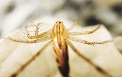 Close-up of spider