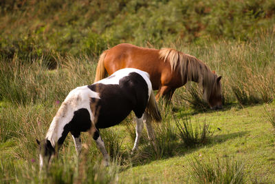 Horse grazing in a field