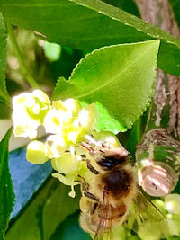 Close-up of bee pollinating on flower