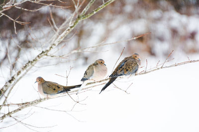 Birds perching on branch