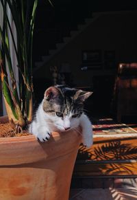 Close-up portrait of a cat in a plant pot