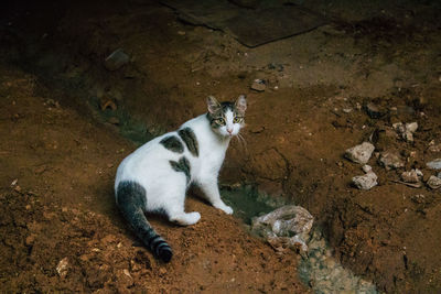 High angle view of cat relaxing on field